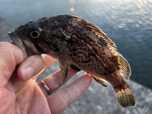 クロソイの釣果