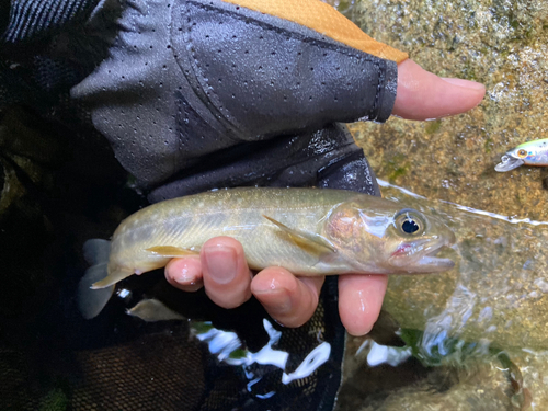 イワナの釣果