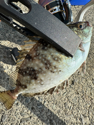 アイゴの釣果