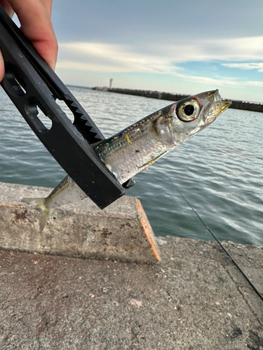 ウルメイワシの釣果