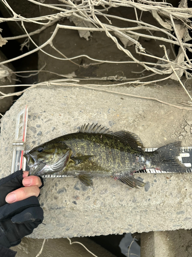 スモールマウスバスの釣果