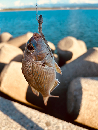 チャリコの釣果