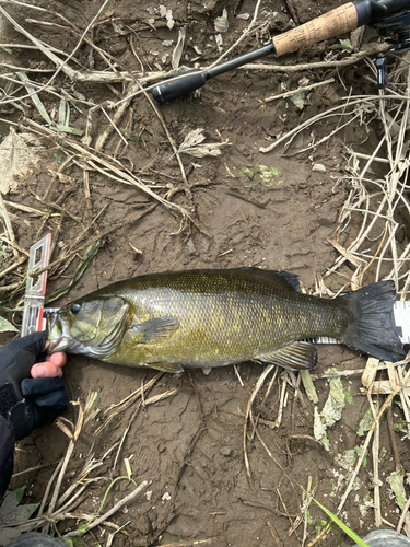 スモールマウスバスの釣果