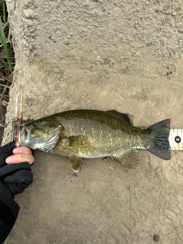 スモールマウスバスの釣果