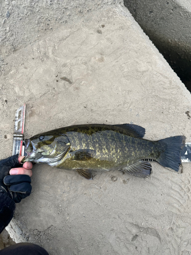 スモールマウスバスの釣果