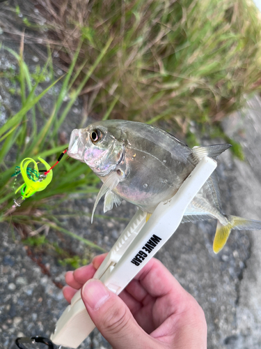 メッキの釣果