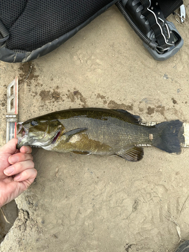 スモールマウスバスの釣果