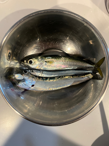 イワシの釣果