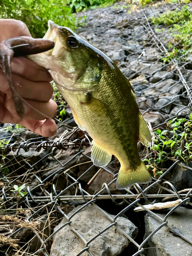 ラージマウスバスの釣果