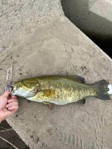 スモールマウスバスの釣果