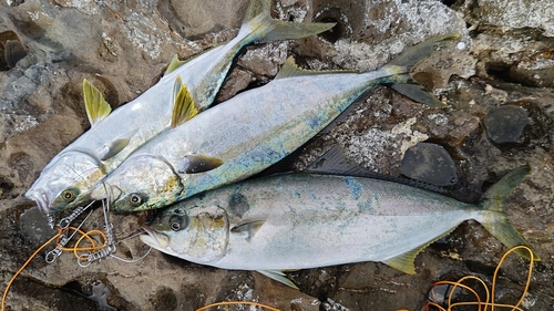 ヒラマサの釣果