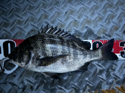 クロダイの釣果