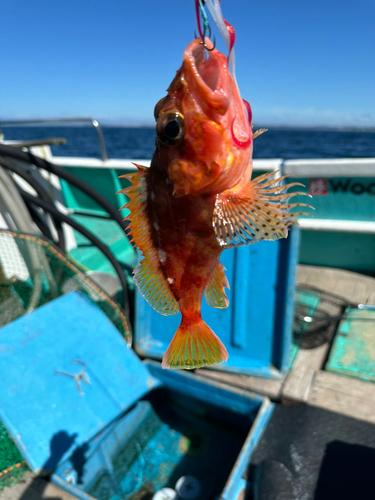 アヤメカサゴの釣果