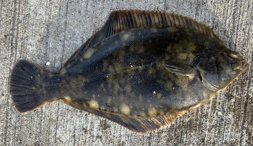 カレイの釣果