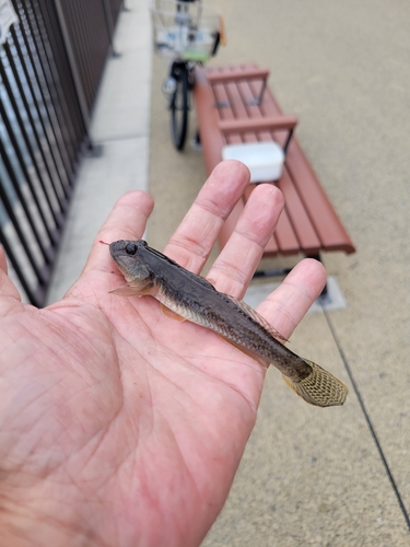 マハゼの釣果