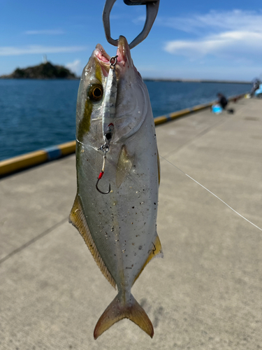 アカビラの釣果