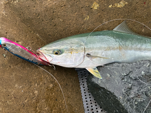 ワラサの釣果