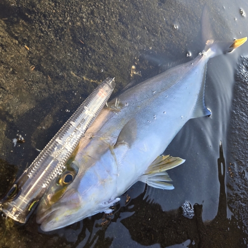 ショゴの釣果