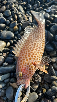 オオモンハタの釣果