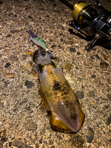 アオリイカの釣果