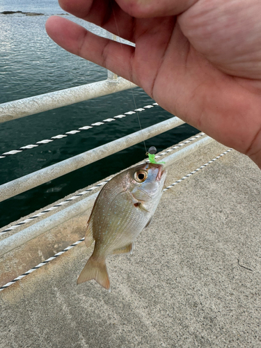 チダイの釣果