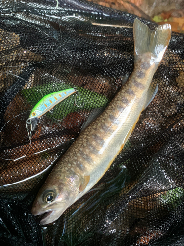 ニッコウイワナの釣果