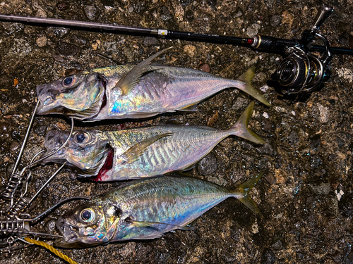 アジの釣果