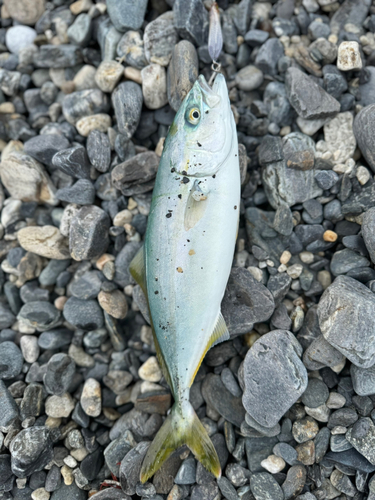 ワカシの釣果