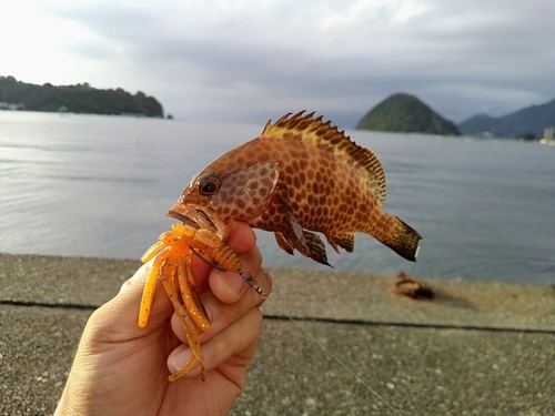 オオモンハタの釣果