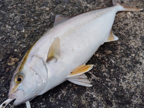 ショゴの釣果