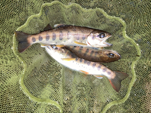 ヤマメの釣果