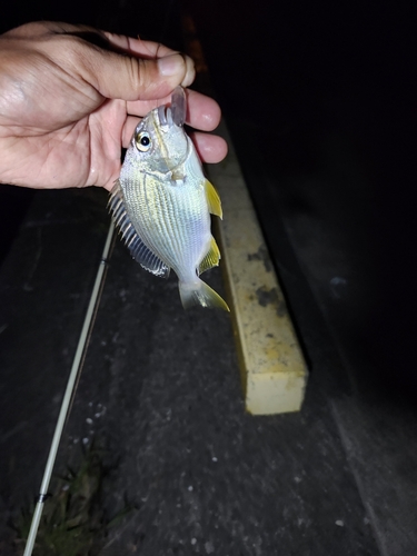 キビレの釣果