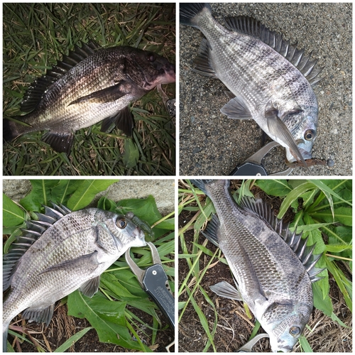 クロダイの釣果