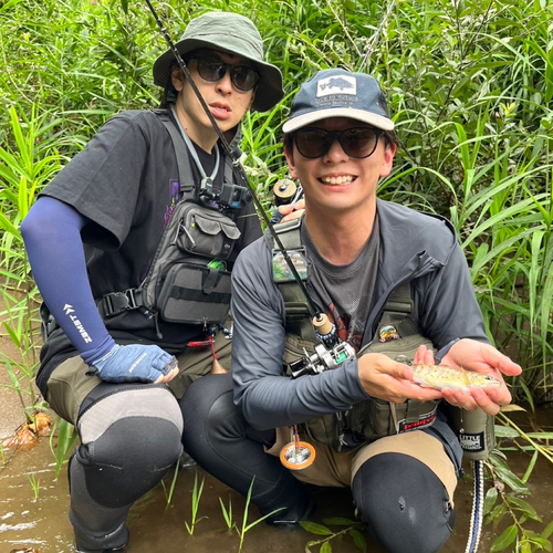 アマゴの釣果