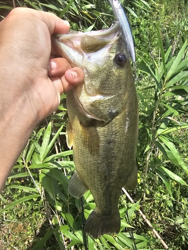 ラージマウスバスの釣果