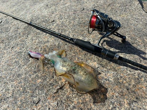 アオリイカの釣果