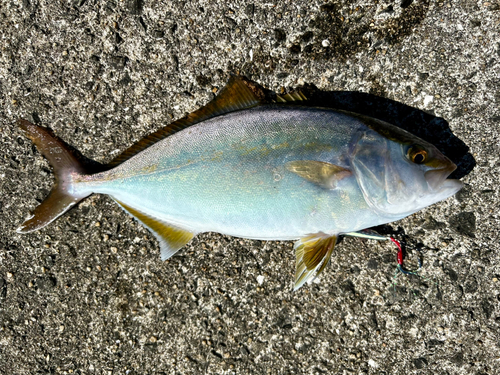 カンパチの釣果