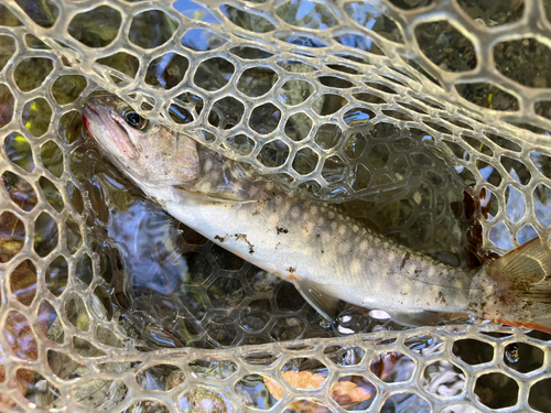 イワナの釣果