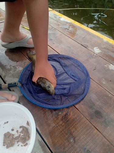 コイの釣果