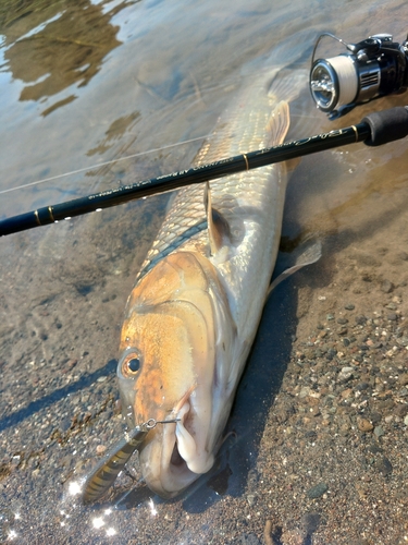 ニゴイの釣果