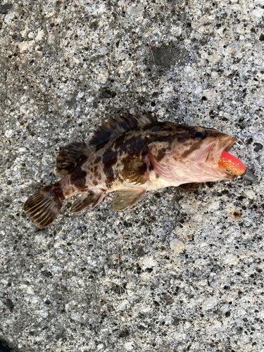 タケノコメバルの釣果