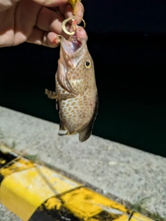 オオモンハタの釣果