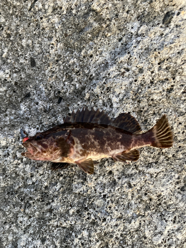 タケノコメバルの釣果