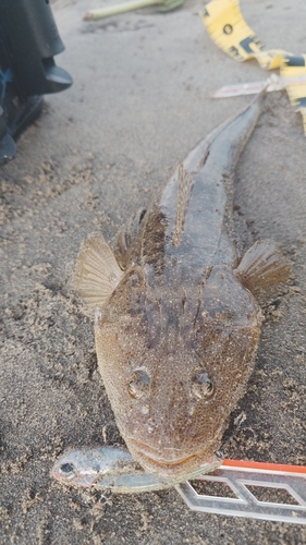 マゴチの釣果