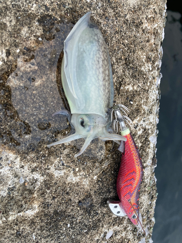 シリヤケイカの釣果