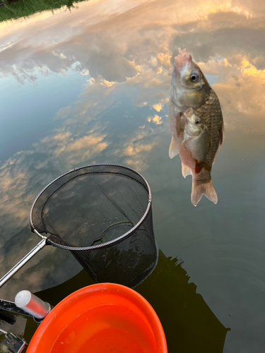 フナの釣果