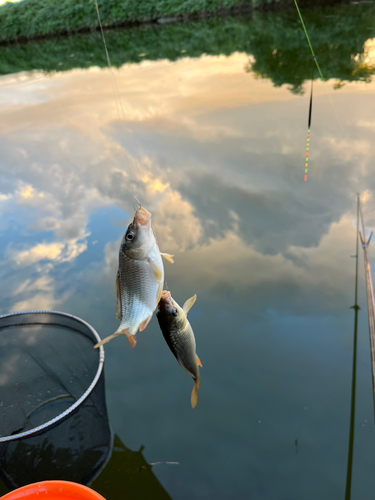 コイの釣果