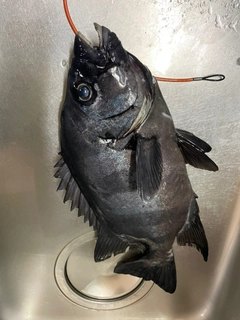 イシダイの釣果