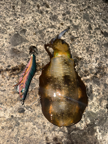 アオリイカの釣果