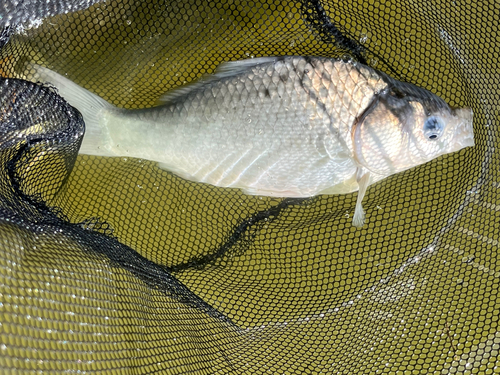 フナの釣果